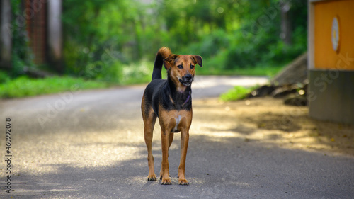 Stray male dog stand still and stare forward in the middle of a road.