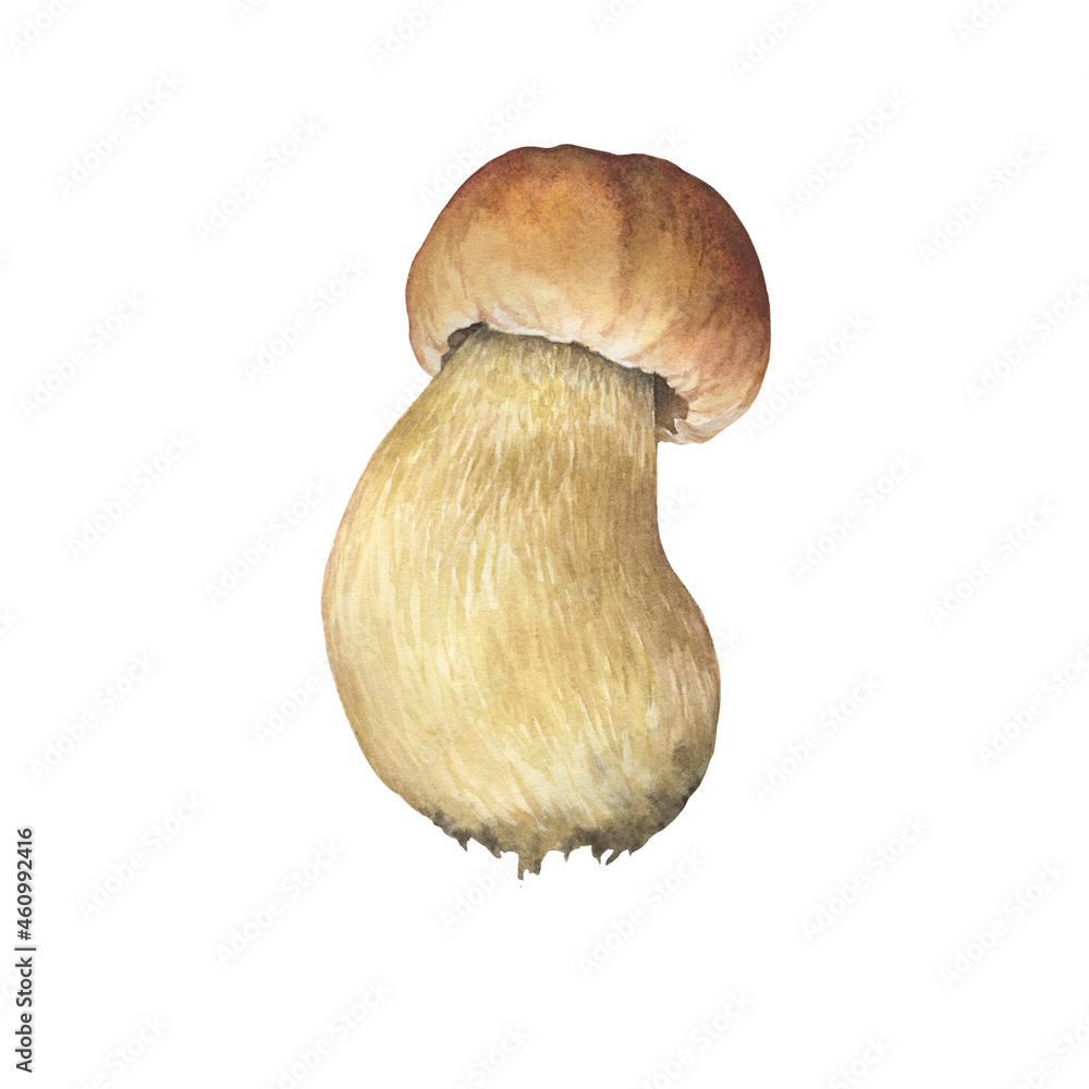 Boletus edulis mushroom with brown hat (cep, porcini, king bolete