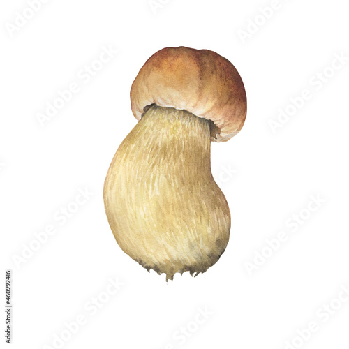 Boletus edulis mushroom with brown hat (cep, porcini, king bolete, penny bun). Edible bolete wild mushroom. Watercolor hand drawn painting illustration isolated on a white background.  photo