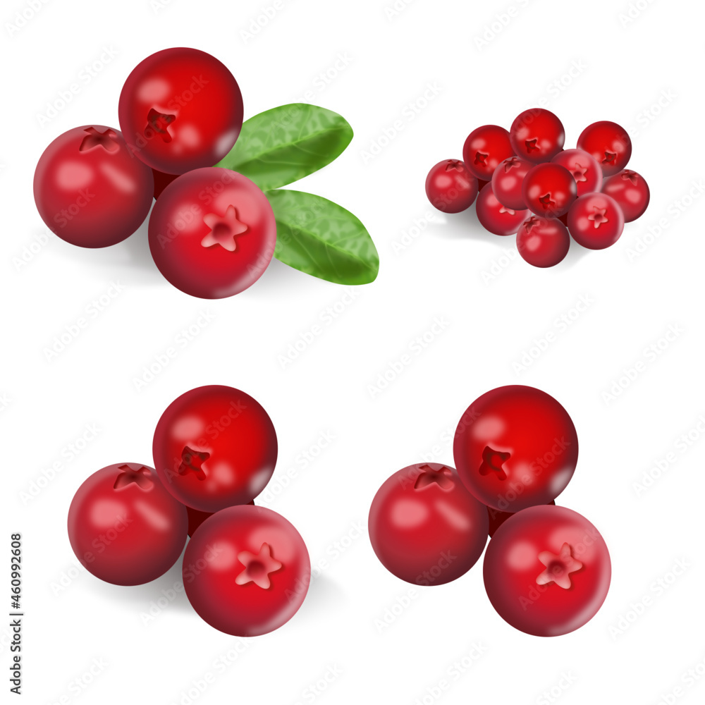 Obraz premium lingonberry