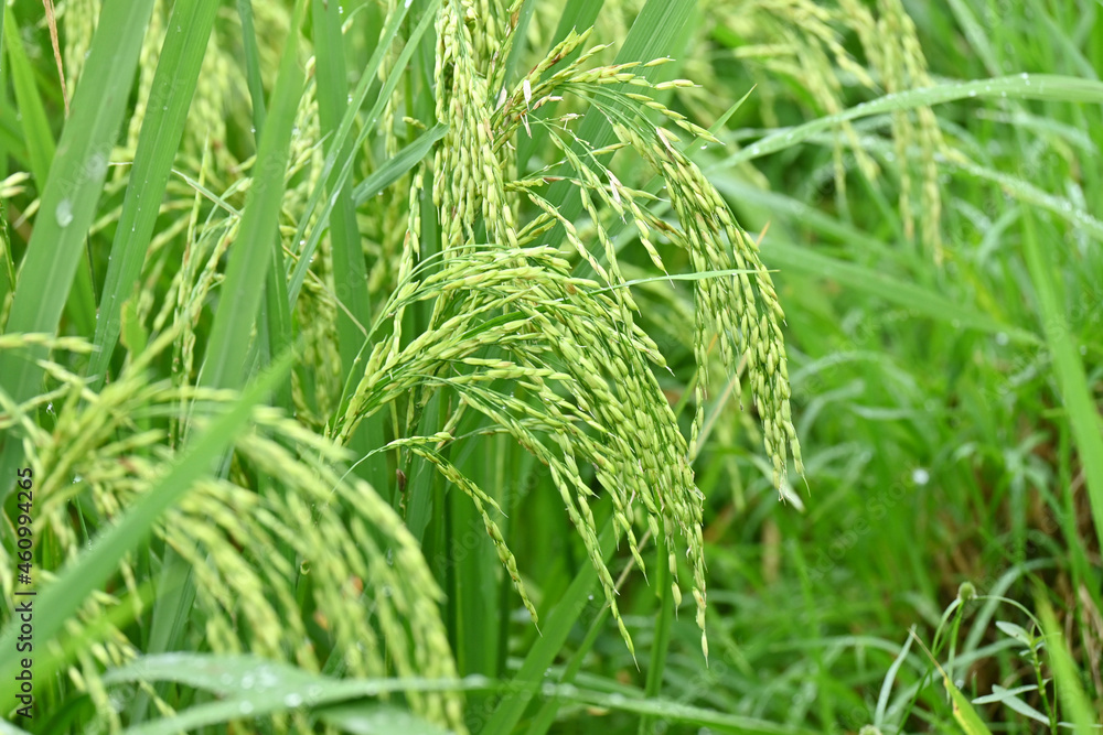 closeup the bunch ripe green paddy plant growing with grain in the farm over out of focus green brown background. closeup the bunch ripe green paddy plant growing with grain in the farm over out of focus green brown background.