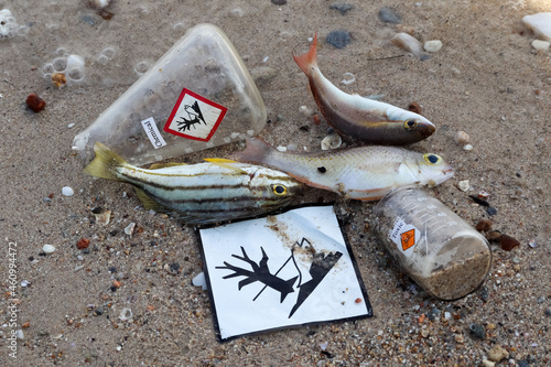 Dead fish by dangerous chemicals