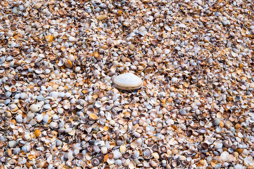 Small sea shells close-up,copy space,background,texture