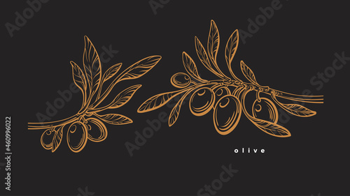 Olive template. Graphic branch, fruit, leaves