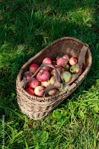 Red apples in a wooden wicker basket on grass in the garden