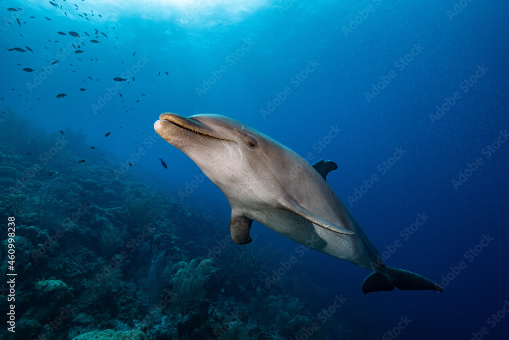 Fototapeta premium Dolphin smile