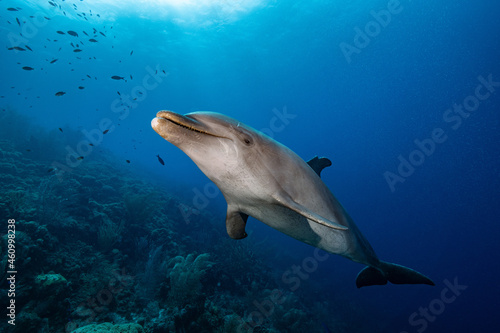 Dolphin smile