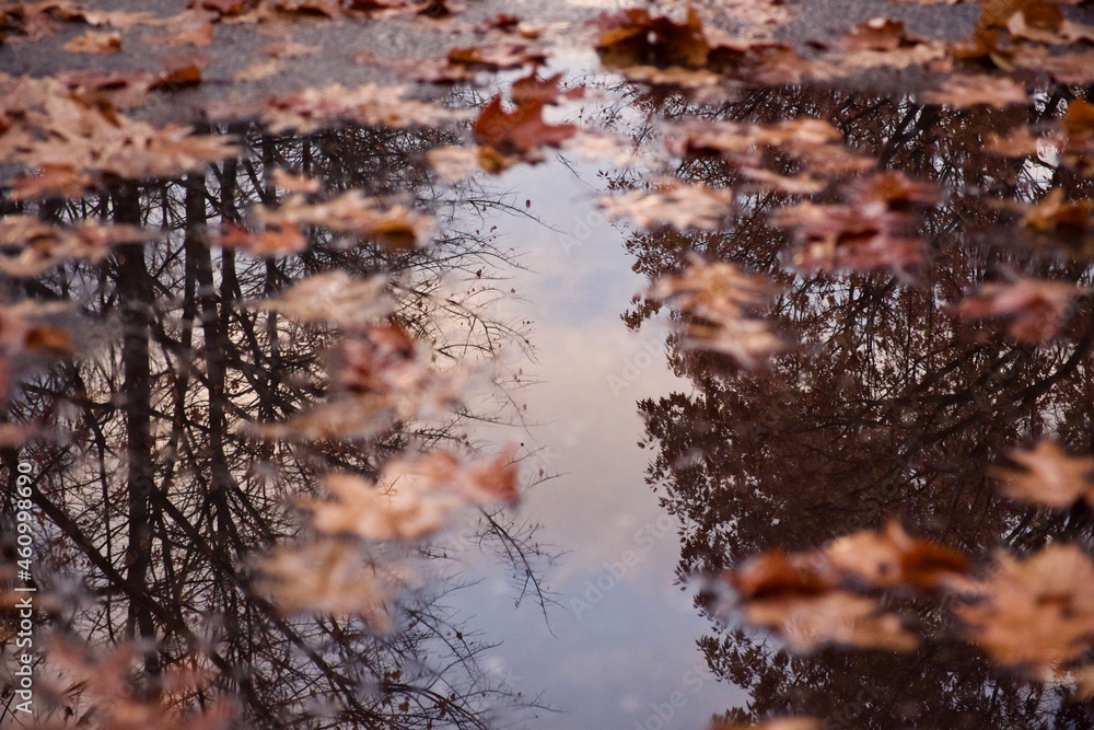 Fototapeta premium Autumn leaves on a puddle after a storm, with trees reflections