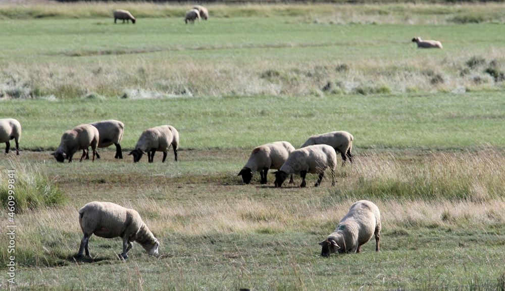 Fototapeta premium moutons de prés salés dans la baie du mont saint Michel