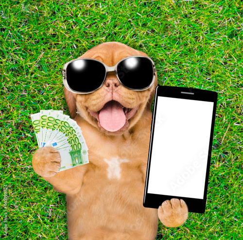 Funny Mastiff puppy wearing sunglasses lying on green summer grass, holds euro and shows empty screen of smartphone. Top down view © Ermolaev Alexandr