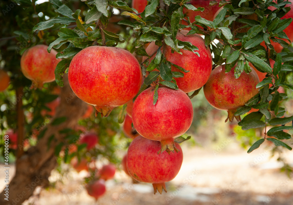 Ripe pomegranate fruits on the branches of trees in the garden. Ripe pomegranate fruits on the branches of trees in the garden.