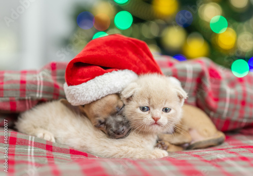 Toy terrier puppy wearing santa hat sleeps with tiny kitten with Christmas tree on background