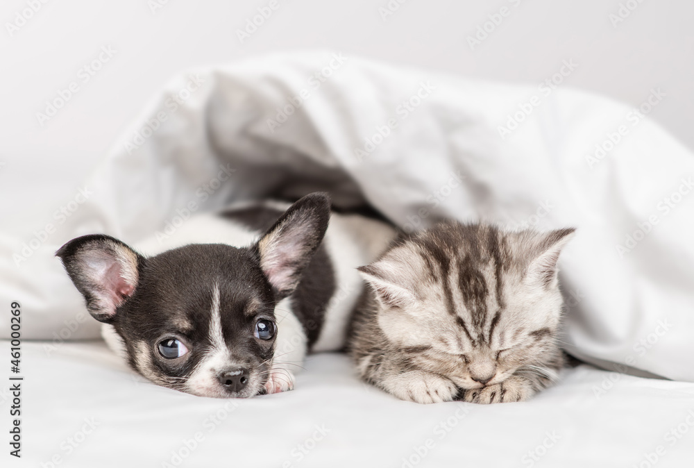 Cozy Chihuahua puppy and tabby kitten sleep together under white warm blanket on a bed at home - obrazy, fototapety, plakaty 