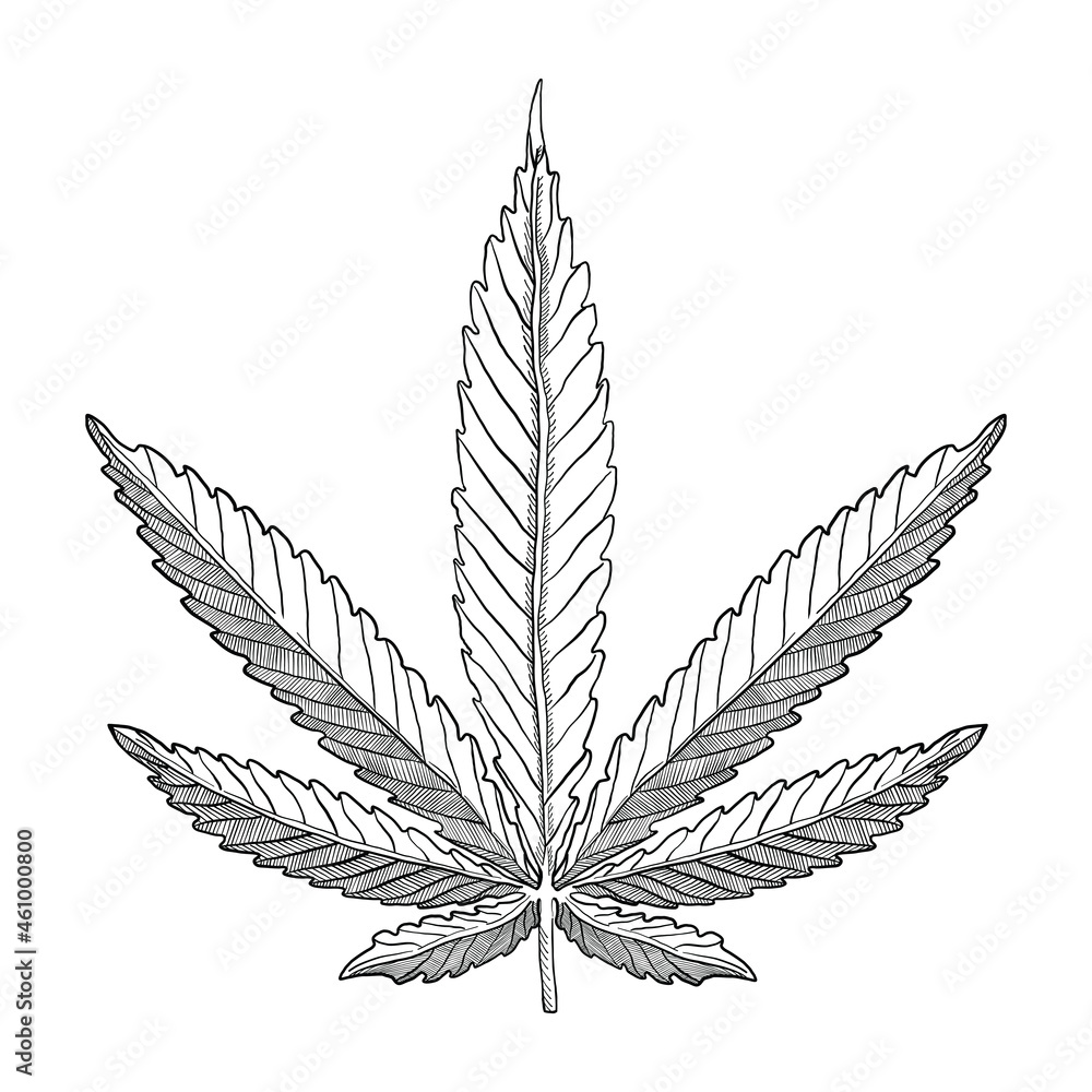 Cannabis leaf vector illustration. Hand Drawn CBD hemp leaf Isolated on white background Cannabis leaf vector illustration. Hand Drawn CBD hemp leaf Isolated on white background