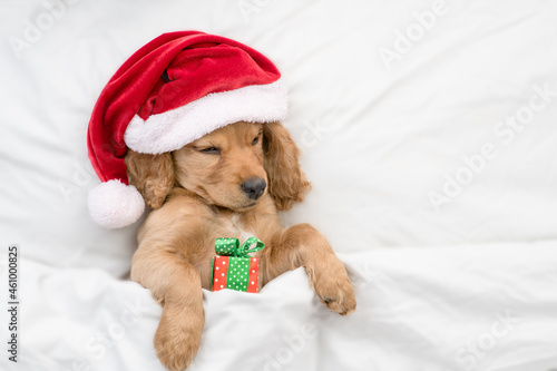 Funny English Cocker spaniel puppy wearing red santa hat sleeps with gift box under white blanket at home. Top down view. Empty space for text