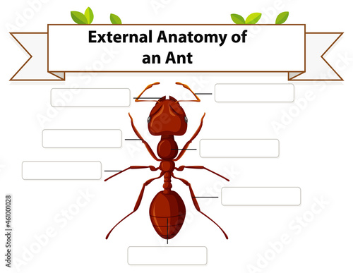 External Anatomy of an ant worksheet