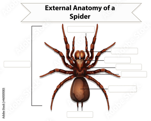 External Anatomy of a spider worksheet