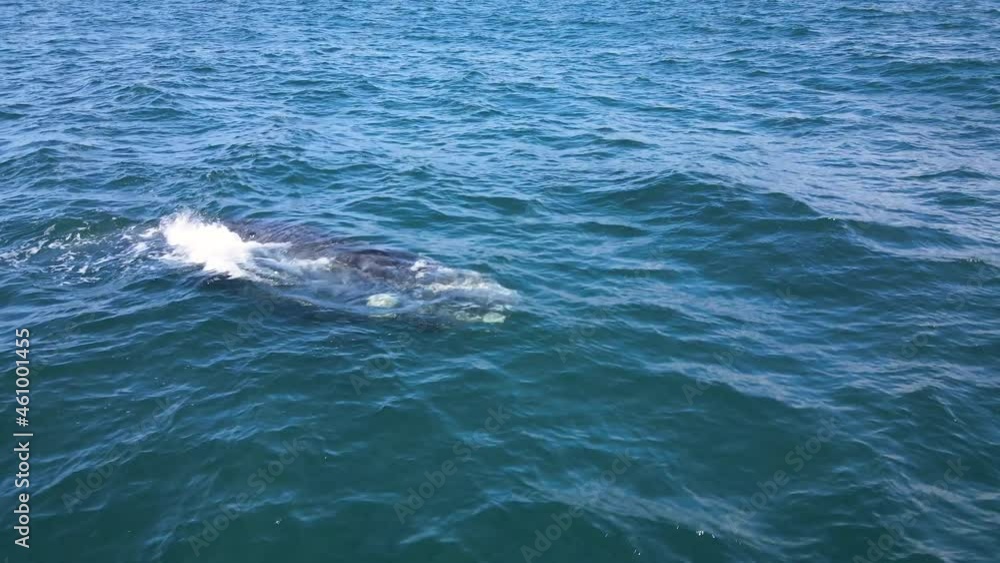 Brindled Southern Right Whale calf drifting alone, drone view Brindled Southern Right Whale calf drifting alone, drone view