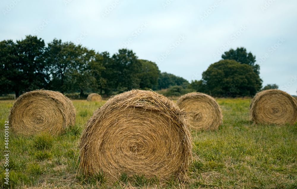 Pacas circulares de heno o rollos de paja, en tierras de cultivo