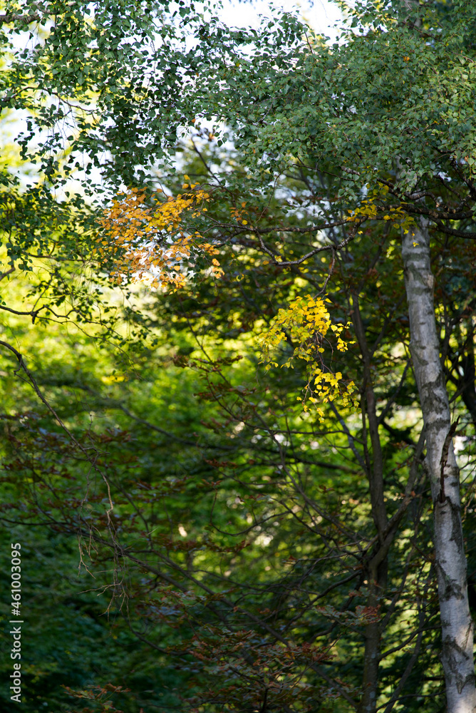 Fototapeta premium Birch tree at Monte Brè with mountains in the background on a sunny late summer morning. Photo taken September 11th, 2021, Lugano, Switzerland.