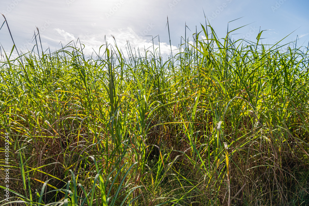 On the edge of a reed bed. Common reed close up against the blue sky. The photo was taken in the Dutch autumn season.