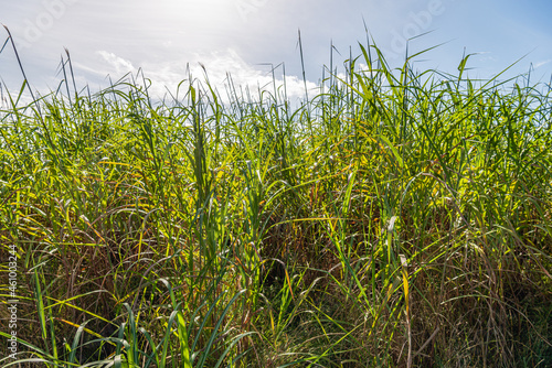 Obraz na płótnie On the edge of a reed bed. Common reed close up against the blue sky. The photo was taken in the Dutch autumn season. w salonie