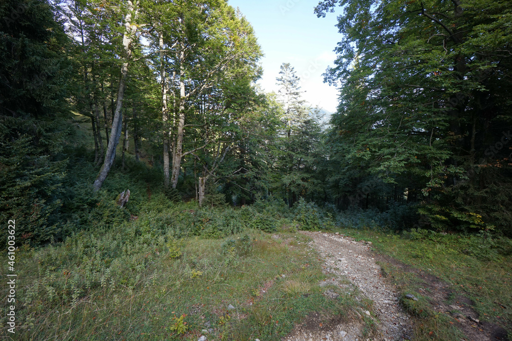 Fototapeta premium Wanderung auf den Schinder: Waldrand an der Trausnitzalm