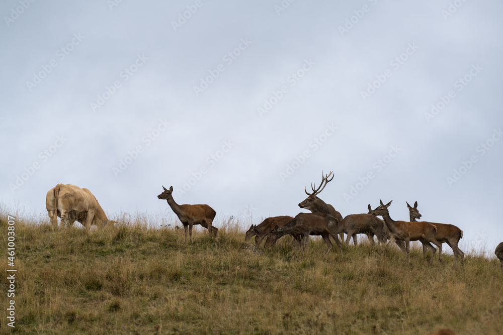 cerf