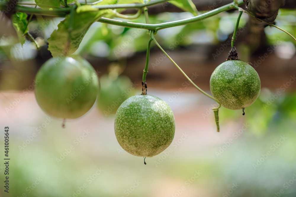 Close-up Of Unripe Passion Fruits Hanging From Vines. Close-up Of Unripe Passion Fruits Hanging From Vines.