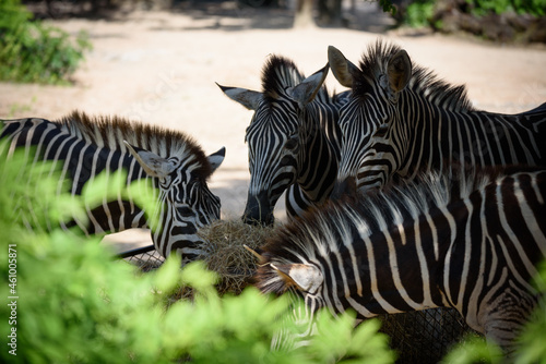 The zebras eating straw  hay  from the tray.