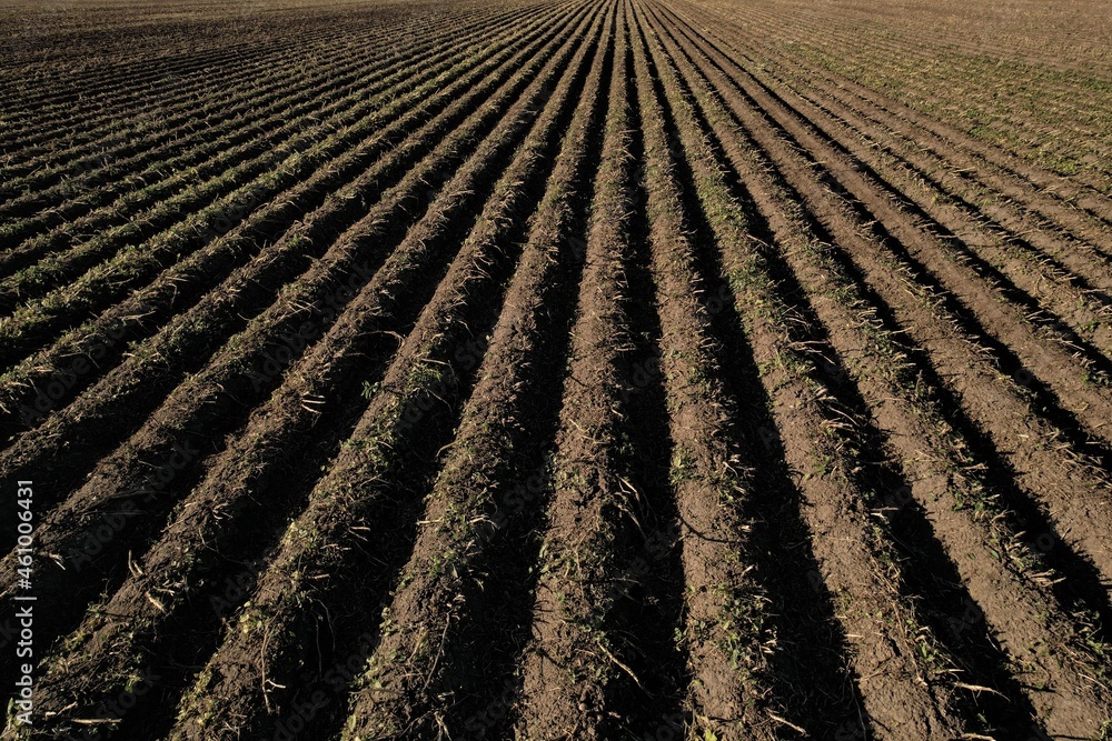 Dirt rows in a freshly plowed field on a farm in a rural area Dirt rows in a freshly plowed field on a farm in a rural area