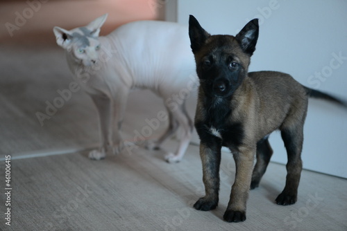 Cachorro de pastor belga junto a su hermano un gato esfinge de color blanco photo