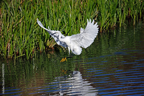 Little egret flying in to the lake to fish