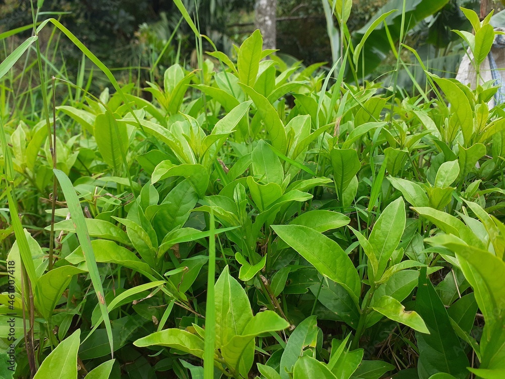 green plants in the garden green plants in the garden