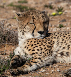 Snoozing Cheetah