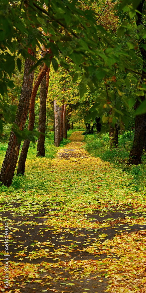 Ground pathway strewn with fallen autumn leaves from trees in the park ...