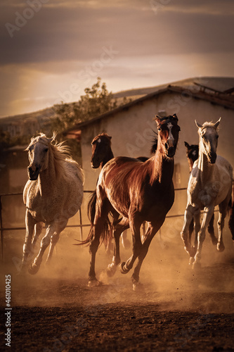 Fototapeta Naklejka Na Ścianę i Meble -  horses on the farm