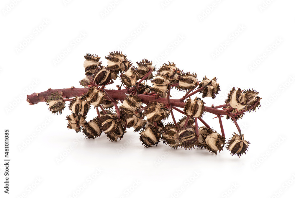Dried ricinus communis or castor fruits isolated on white background. Dried ricinus communis or castor fruits isolated on white background.