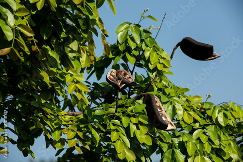 Afzelia xylocarpa fruits on tree and on nature background. photo