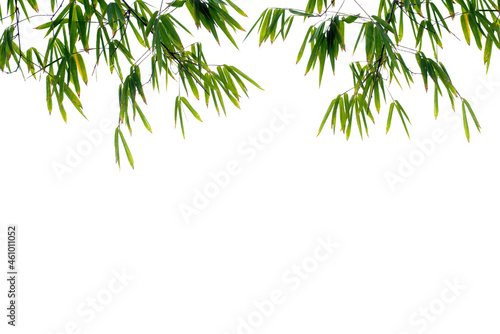 Fototapeta Naklejka Na Ścianę i Meble -  Bamboo green leaves isolated on white background with clipping path.