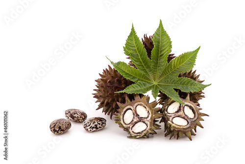 Fresh ricinus communis or castor fruits,green leaf and seeds isolated on white background. photo