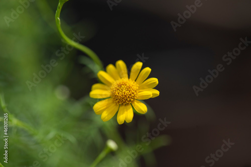 Yellow Daisy flowers on tree and on nature background.