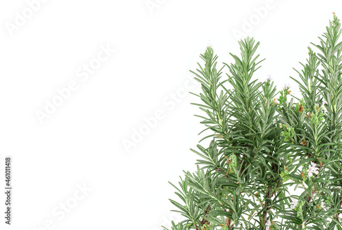 Rosemary flowers and green leaves isolated on white background.