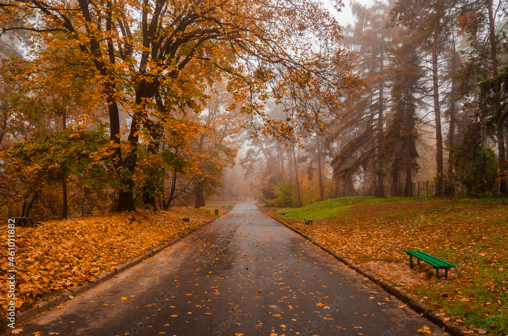 Rainy autumn park