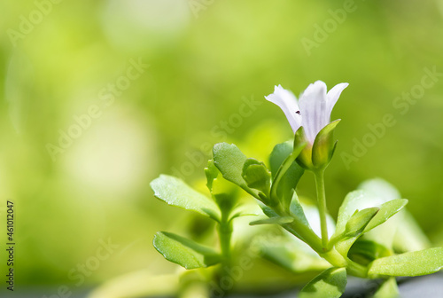 Indian pennywort, brahmi, Bacopa monnieri branch flowers ,green leaves on nature background.