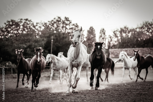 herd of horses © Metin