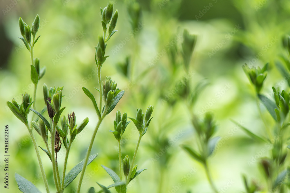 Stevia trees on nature background. Stevia trees on nature background.