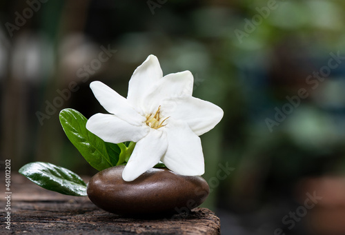 Gardenia saxatilis Geddes flower on nature background.