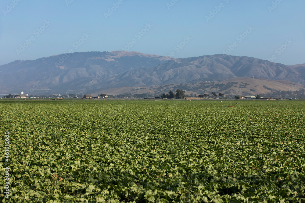 Afternoon view of a field in Salinas, California, USA. Afternoon view of a field in Salinas, California, USA.