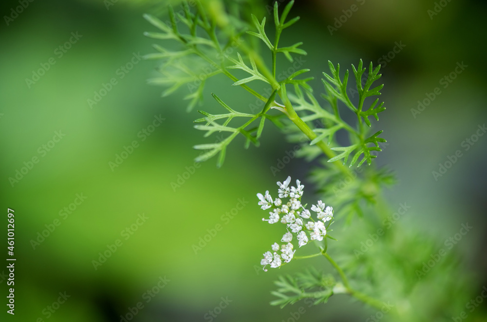 Coriander flowers on tree and on nature background. Coriander flowers on tree and on nature background.